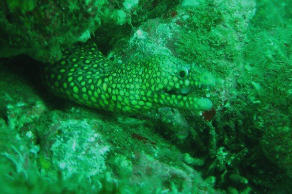 Jewel Moray eel
