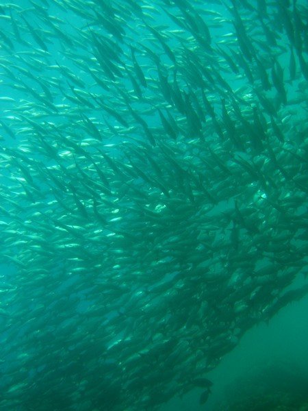 School of fish...hundreds of them!