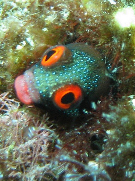 Goby! Love that one!