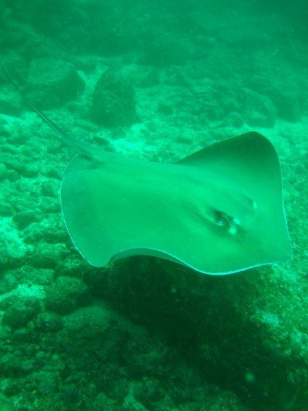 Sting ray 'flying' by