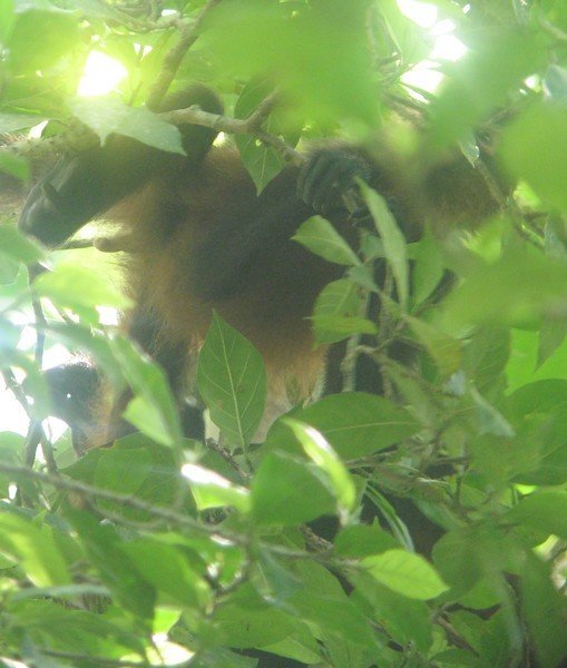 Central American spider monkey
