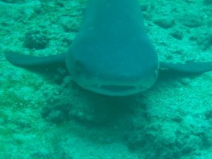 up close with a reef shark