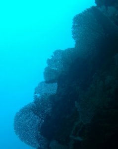 underwater scenery