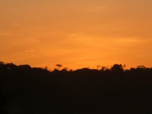 Orange sunset over the jungle