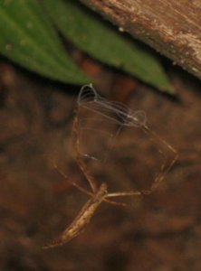 net casting spider