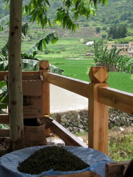 Local tea and view over the paddy field
