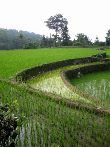 Paddy fields's contrasts