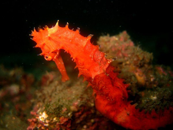 thorny sea horse