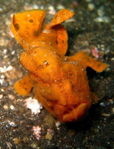 painted frog fish