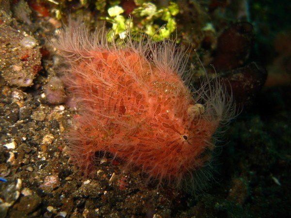 striped hairy frogfish