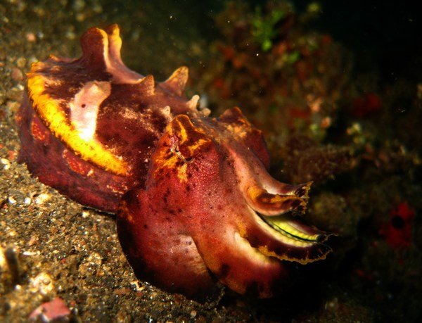 flamboyant octopus