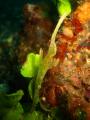 halimeda ghost pipefish