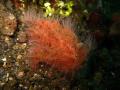 striped hairy frogfish