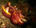 flamboyant octopus