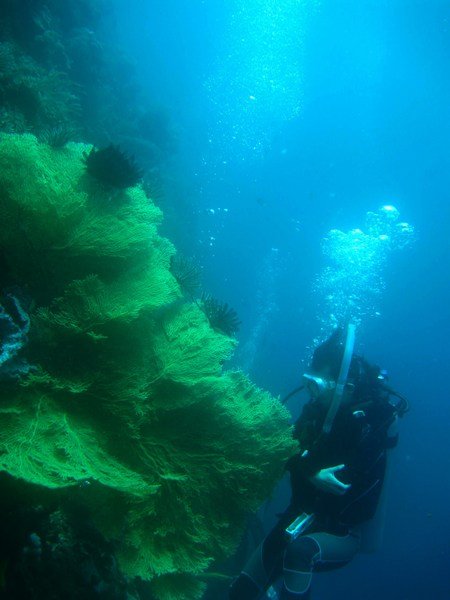 sea fans & wall diving