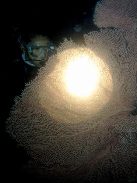 night diving