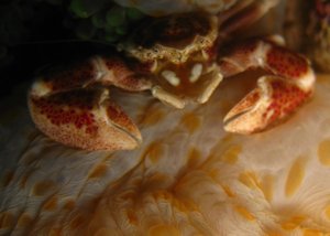 porcelain crab & bubble corals