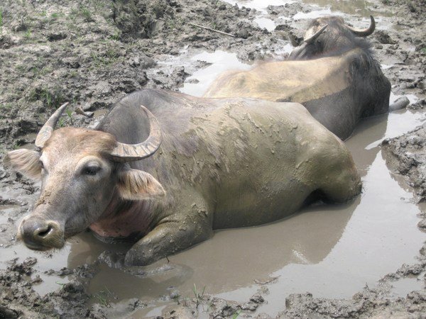 Mud therapy...clearly relaxing