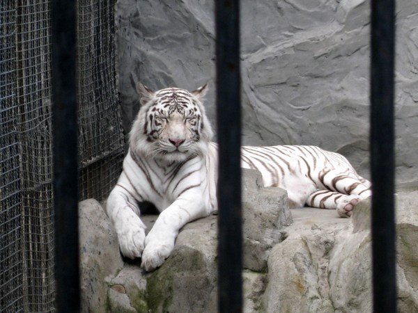 White tiger...majestuous!