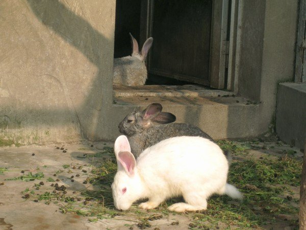 and the white rabit !! (yes...)