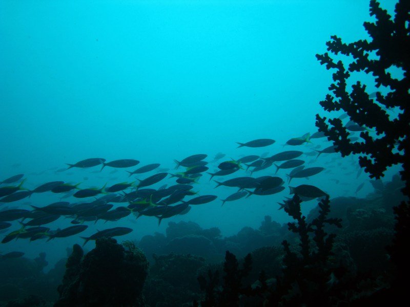 School of reef fish