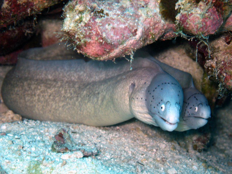 Couple of white moray eels