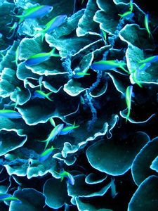 Lettuce corals