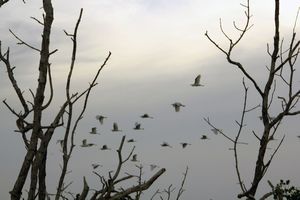 Mangroves and their rich bird life