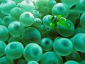Nemo & bubble corals