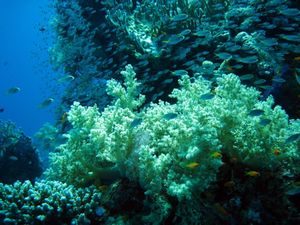 Beautiful soft corals