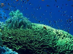 Corals & reef tropical fish