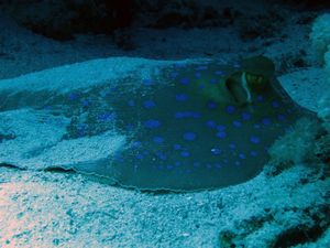 Blue Spotted Ray