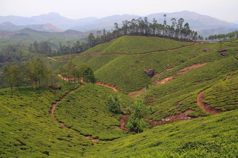 Tea Plantation spreading over all the surrounding hills