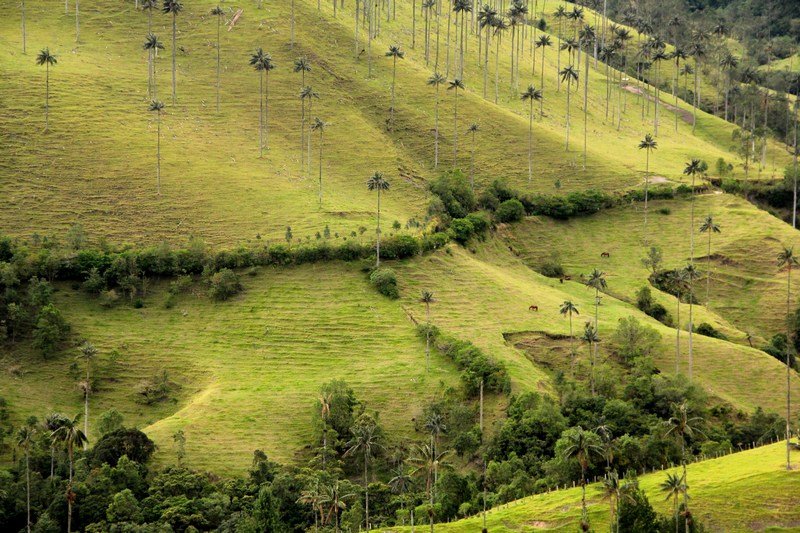 Layers of green