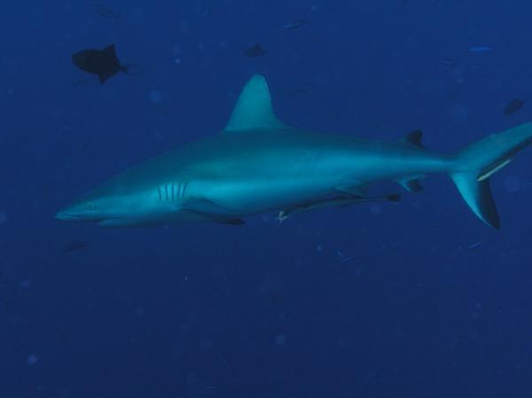 Grey Reef Shark 