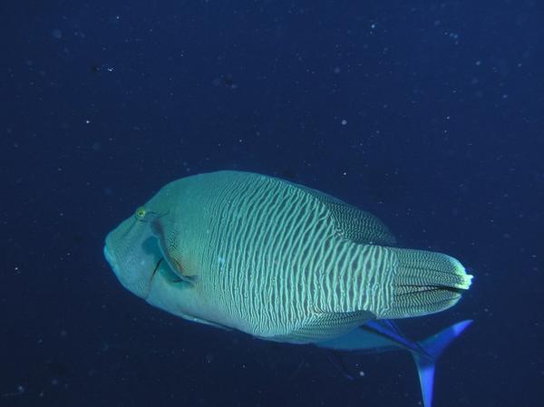 Humphead wrasse 1 meter with travelly fish