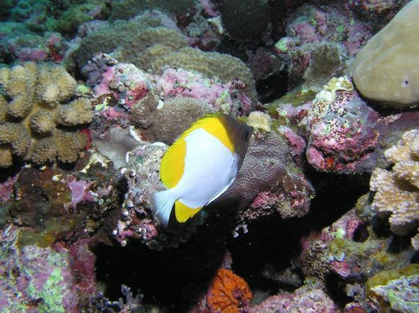 Pyramide Butterfly Fish