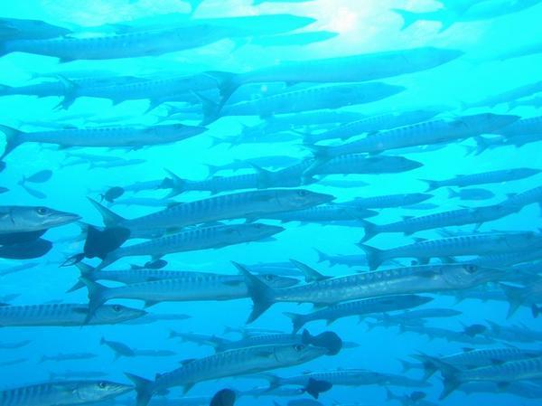 School of blackfin barracudas