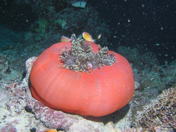 Sea  Anemone - Heteractis Magnifica