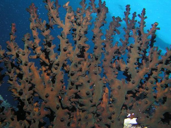 Stony Coral - Tubastrea Micrantha