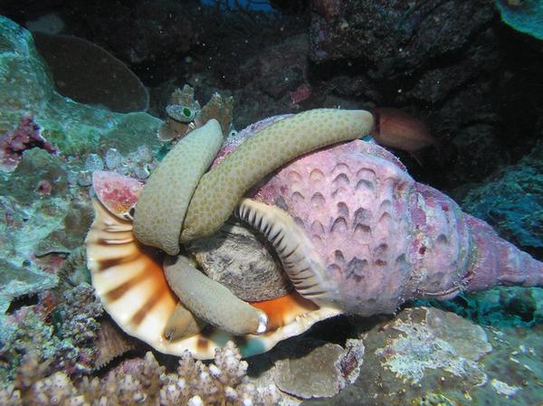 Triton Shell eating a sea star