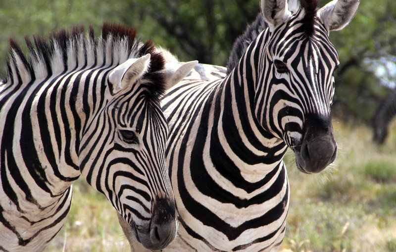 Zebras posing for the camera