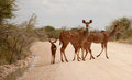 Kudu family
