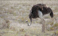 Ostrich making the U neck