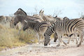 Huge herd of zebras literally crossing in front of us