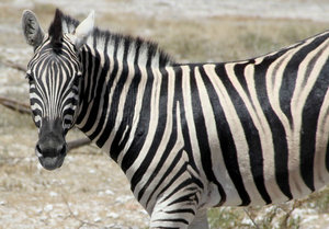Simply love zebras