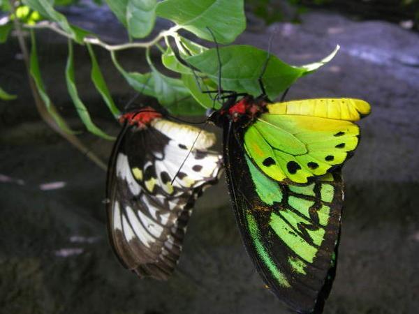 Upside down butterflies