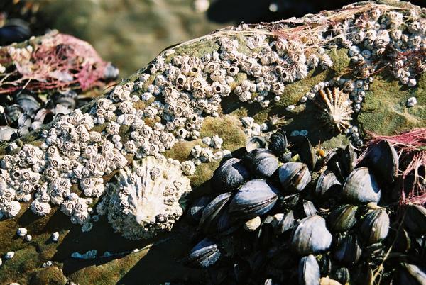 A close up on the rocks - Sherkin Island