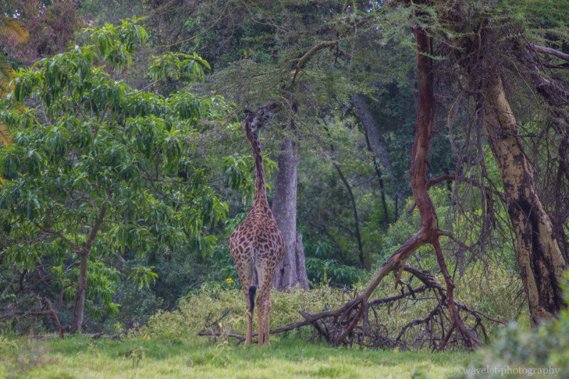 A Giraffe under the Acacia Tree