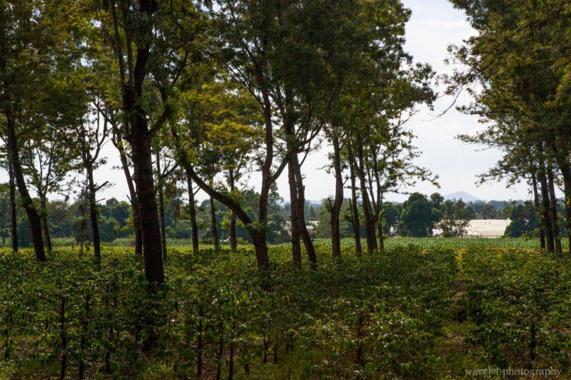 A coffee plantation near Arusha